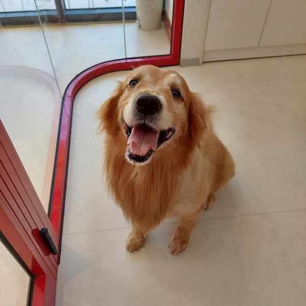 Hình ảnh Phòng khám thú y GAIA Pet Clinic Ocean Park - 2