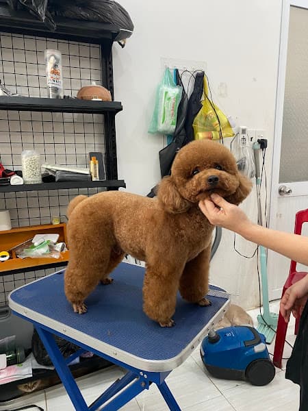 Hình ảnh Cửa hàng ORIPETS dịch vụ Thú y, phụ kiện, thức ăn và chăm sóc thú cưng - 3