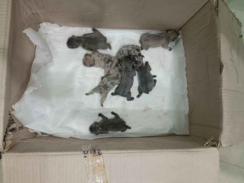 Hình ảnh Phòng khám Thú Y Thuận Thành - 4