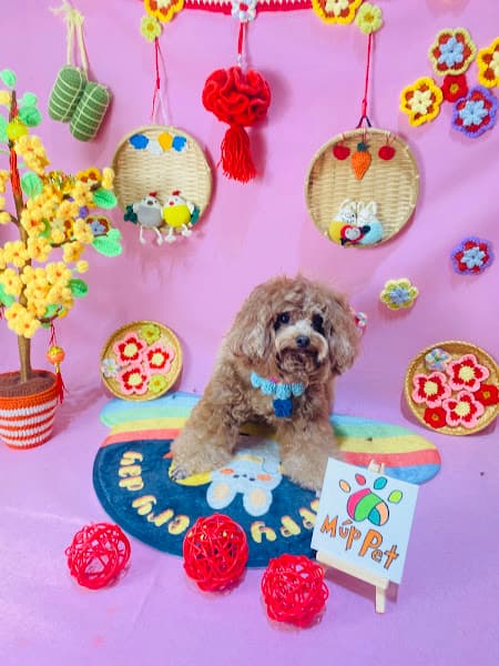 Hình ảnh Múp Pet - 2