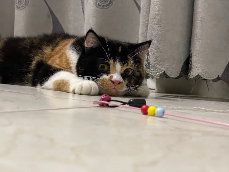 Hình ảnh Nhà Chó Mèo petshop - 2