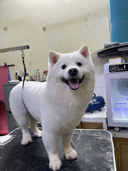 Hình ảnh Bệnh Viện Thú Y HomePet Bắc Ninh - 4