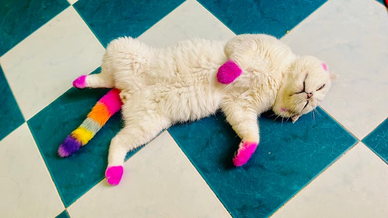 Hình ảnh PETGOLD - Siêu thị thú cưng - 5