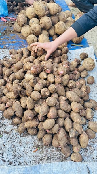 Hình ảnh Dược liệu Mẩy Sìn Hồ - 3