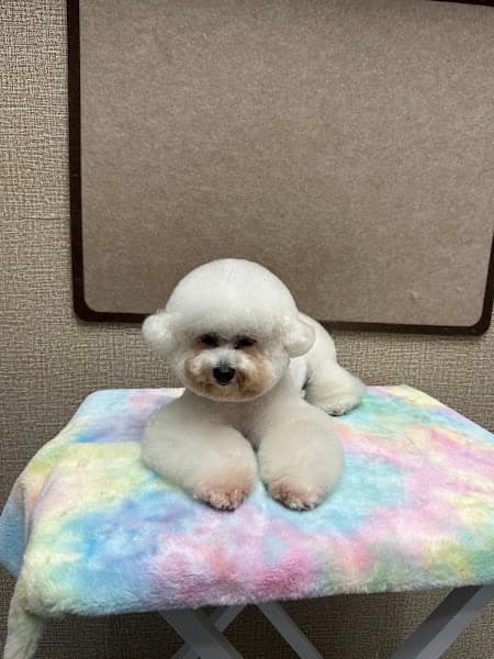 Hình ảnh Cắt tỉa lông thú cưng Cần Thơ - HQ PET - 5