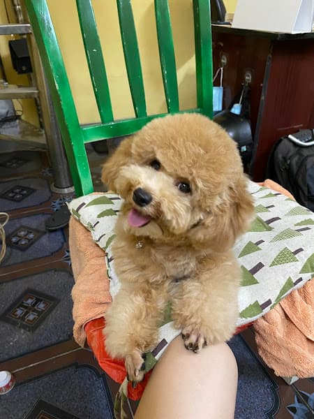 Hình ảnh Nếp Pet Bmt - 4