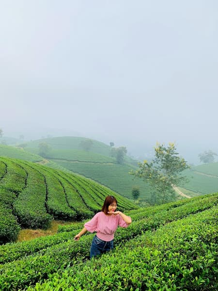 Hình ảnh Đồi Chè Long Cốc - 2