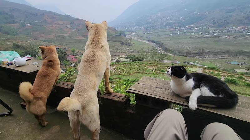 Hình ảnh Little Sa - Cafe and Sightseeing spot - 3