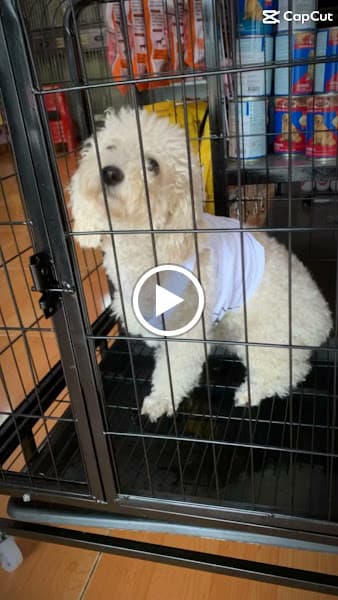 Hình ảnh Phòng Khám Thú Y Minh Tiến Châu Đức - 4