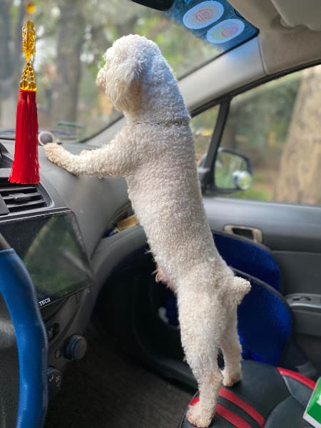 Hình ảnh Trại Chó Bùi Hải - 8