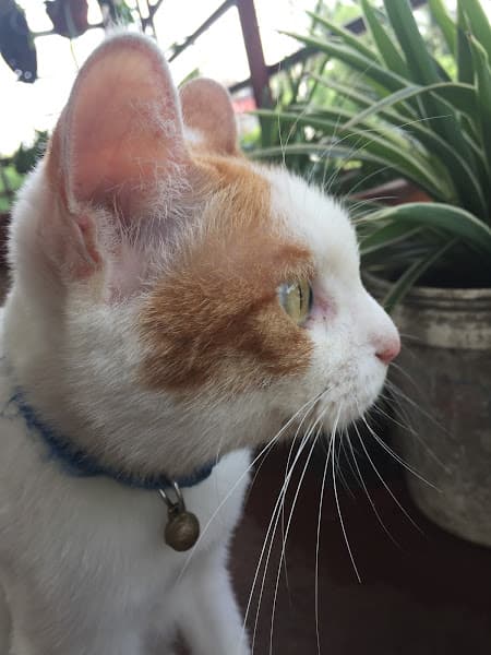 Hình ảnh Dịch vụ thú y Hope (688B Thiên Lôi) - 6