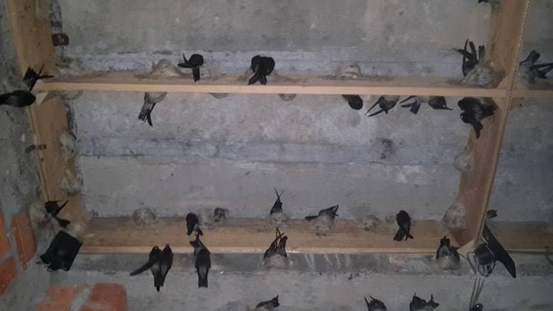 Hình ảnh Cửa hàng kỹ thuật nhà yến Xuân Quyền - 4