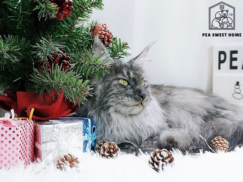 Hình ảnh Pea Sweet Home - Tiệm Làm Đẹp Thú Cưng - 4