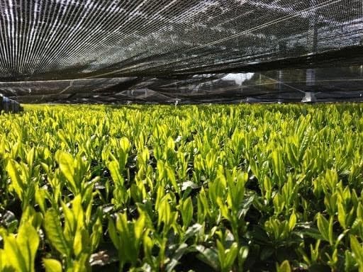 Hình ảnh Matchashop.vn Chi Nhánh Hà Nội - 4