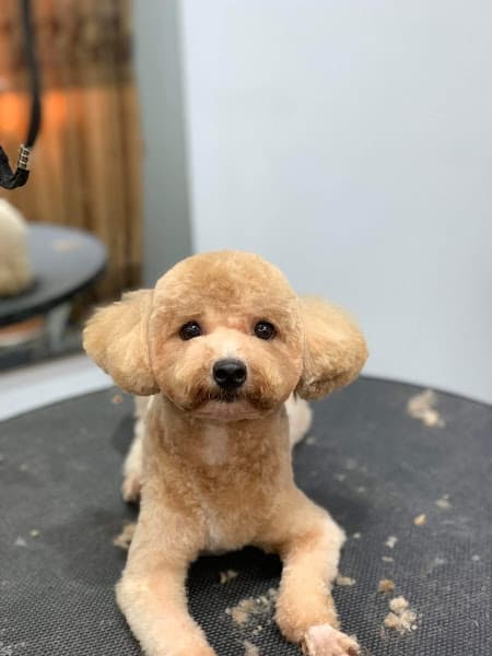 Hình ảnh UPET Hoàng Hoa Thám - Phụ kiện chó mèo & Spa - 2