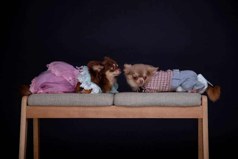 Hình ảnh Phòng Khám Thú Y Đà Lạt Pet - 5