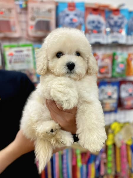 Hình ảnh Chó Mèo Đà Nẵng – Phốc Sóc, Corgi, Poodle - 5