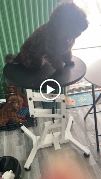 Hình ảnh ĐÔ PET - Spa chó mèo - 2