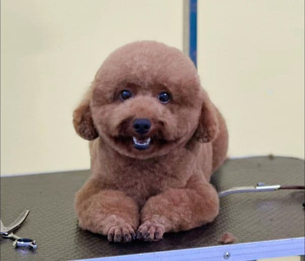 Hình ảnh Thiên Đường Thú Cưng - My Pet - 3