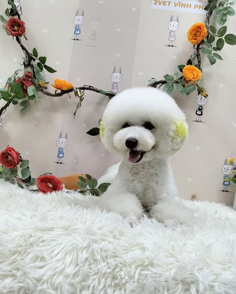 Bệnh Viện Thú Y 2Vet Vĩnh Phúc