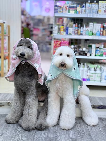 Hình ảnh Gumi Pet Shop 구미펫 - 宠物店 - 5