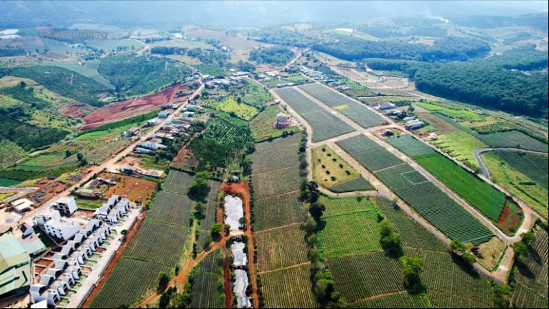 Ảnh bìa Đồi Chè Bảo Lộc