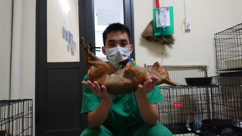 Hình ảnh SAOvet Hải Phòng - 9