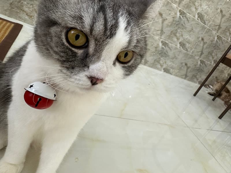 Hình ảnh Vườn Mèo - Tiệm Mèo Ở Quê - 4