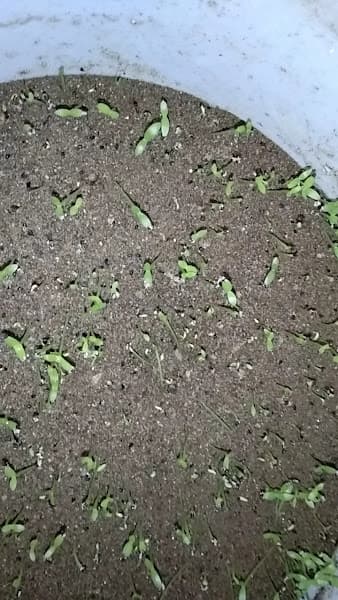 Hình ảnh Sở Dân Tộc và Tôn Giáo Tỉnh Lai Châu - 4