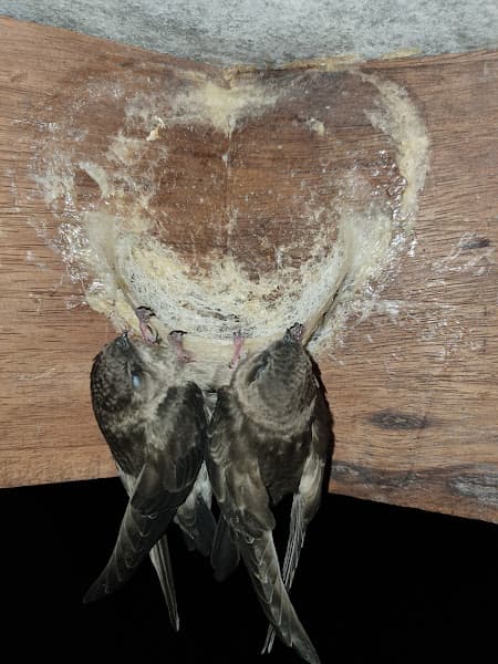 Hình ảnh Yến sào Thành Hồng - 3