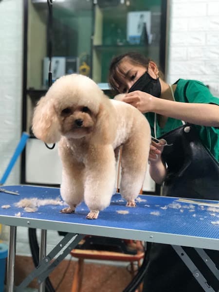 Hình ảnh Phòng Khám Thú Y Thuỷ Nguyên - 10