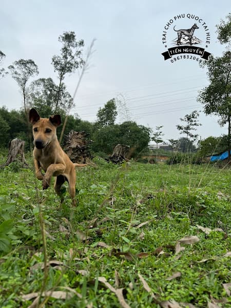 Hình ảnh trại chim chào mào đột biến gen tiến huế - 4