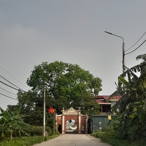 Hình ảnh Di tích cây xà cừ - 2