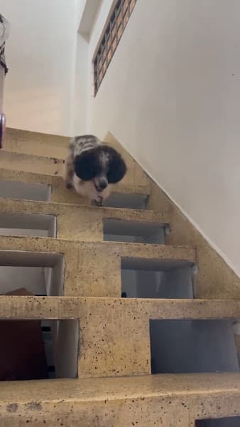 Hình ảnh Cela Paw - 574 Điện Biên Phủ - 2