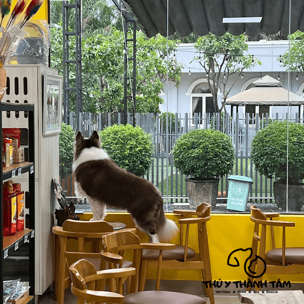 Hình ảnh Phòng Khám Thú Y Biên Hòa - Thanh Tam Vet Clinic - 6