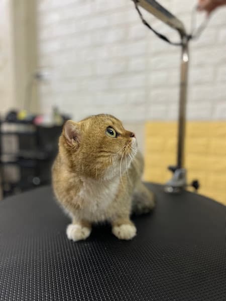 Phòng Khám Thú Y Ocean Pet