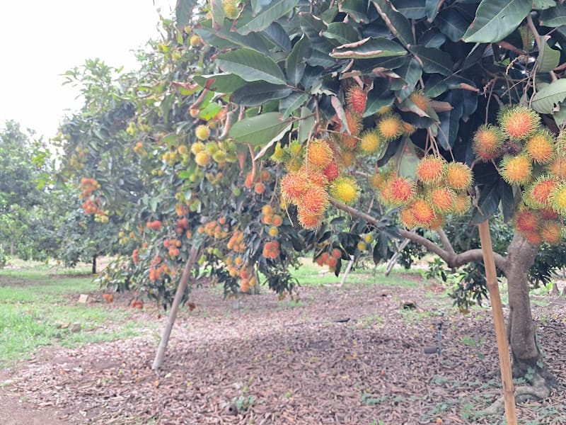 Ảnh bìa Vườn trái cây sinh thái Bảo Quang