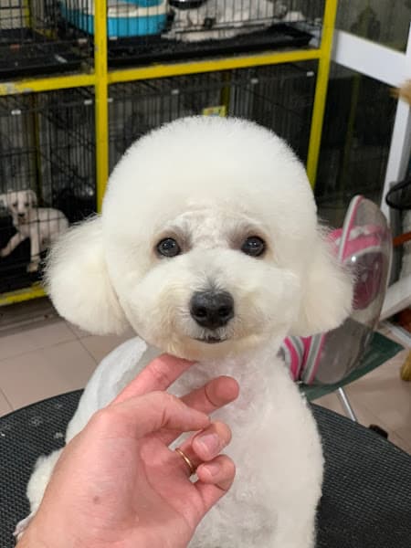 Hình ảnh NẤM PET BMT - 4