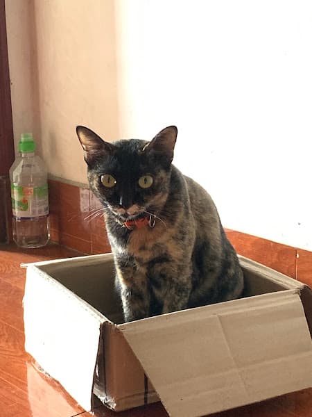 Hình ảnh Phòng khám thú y Hồ Quốc Thịnh - 5