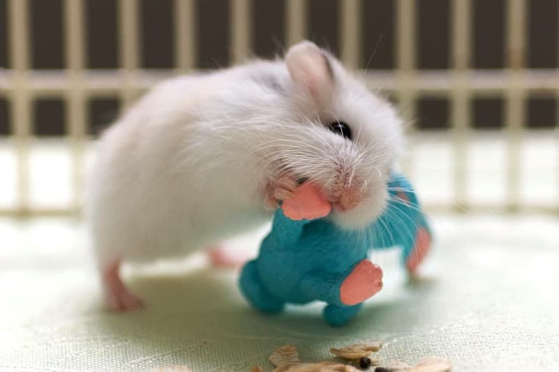 Hình ảnh Moon Pet Shop - 4