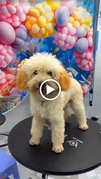 Hình ảnh Thú Y - Spa - Pet Shop Hoàng Bảo - 4