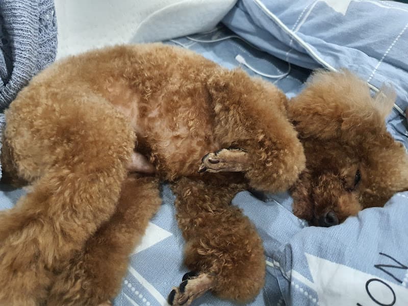 Hình ảnh Pet Cưng - 4