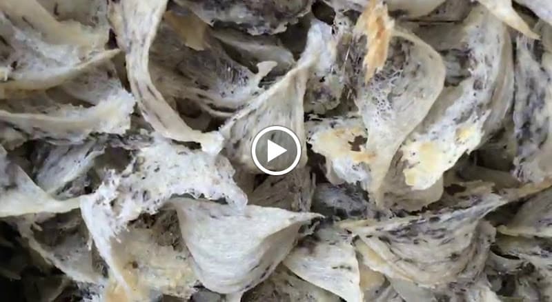 Hình ảnh Vua Yến - Tổ Yến Sào Nguyên Chất - 2