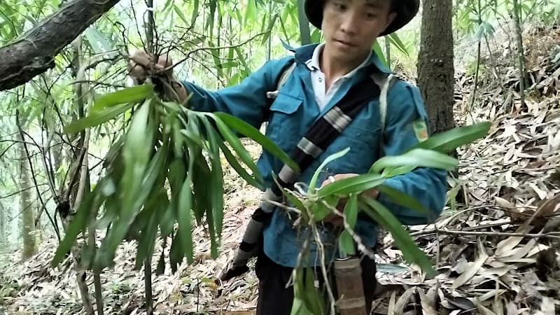 Hình ảnh Đầm sen lai châu - 4