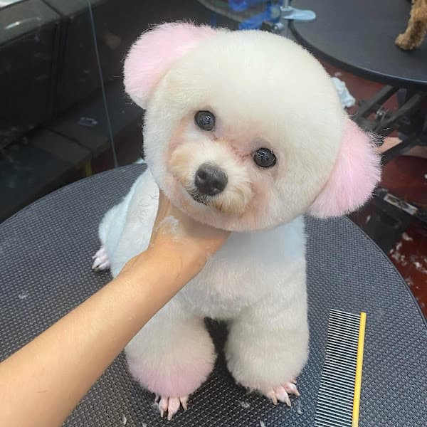 The Pet Stop Gia Lai