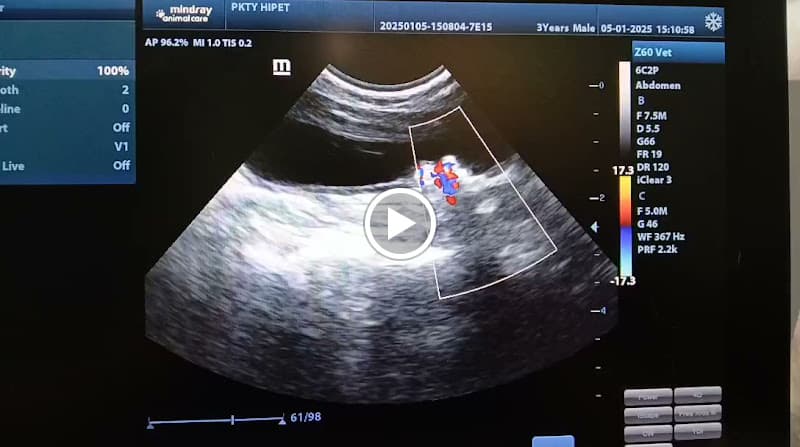 Hình ảnh PHÒNG KHÁM THÚ Y QUẬN 8 - HiPet - 5