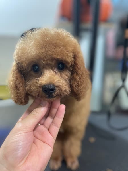 Hình ảnh Phòng Khám Thú Y Lucky Pet- CN Long Khánh - 2