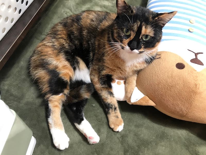 Hình ảnh Mèo Nuôi Mèo Petshop - 2