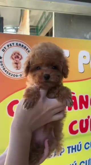 Hình ảnh DT PET thú cưng - 2