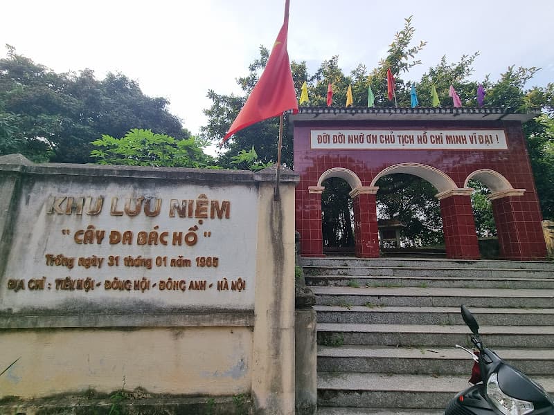 Cây đa Bác Hồ